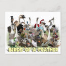 Search for bird feathers postcards Goose