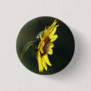 Search for susans buttons Rudbeckia hirta