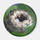 Search for nesting magnets Animals