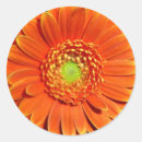 Recherche de marguerite orange de gerbera autocollants Pour tous
