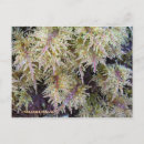 Recherche de toundra cartes postales Alaska
