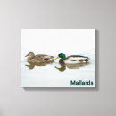 Search for waterfowl canvas prints Nature