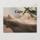 Recherche de serpent venimeux cartes postales Cobra