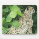Recherche de guépards tapis souris Chats
