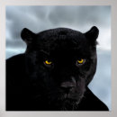 Search for black panthers posters Wild animals