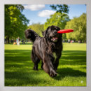 Search for newfoundland dog posters Pet