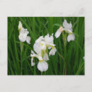 Recherche de iris blanc Flore