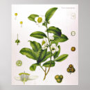 Recherche de camellia posters Thé