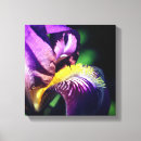 Search for iris flowers canvas prints Floral