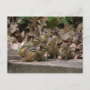 Search for chipmunk postcards Baby