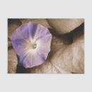 Recherche de gloire de matin pourpre Floral
