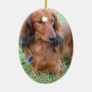 Search for long haired dachshund ornaments Puppy