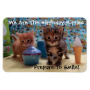 Recherche de minous magnets Chaton