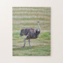 Search for ostrich puzzles Nature