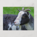 Recherche de chèvre noire cartes postales Animal de ferme