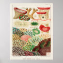 Recherche de great barrier reef posters Vintage