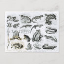 Search for skeleton other Schoolfrogs