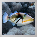 Search for triggerfish posters Ocean