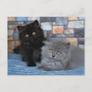 Recherche de chaton persan Deux animaux