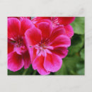 Recherche de géranium cartes postales Plante