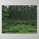 Search for forestry posters Forests