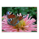 Recherche de papillons mites cartes postales Fleurs