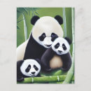 Search for cute baby panda postcards Bamboo
