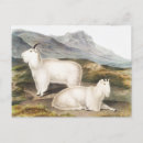 Recherche de zoologique cartes postales Faune