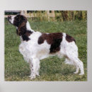 Search for springer spaniel dog posters English