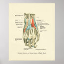 Search for hand anatomy posters Medical