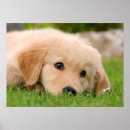 Recherche de yeux de chien posters Mignon