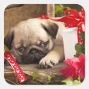 Search for pug birthday stickers Animal