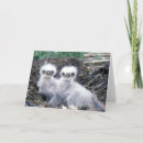 Search for bald eagle pics cards Birds