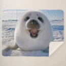 Search for seal blankets Ocean