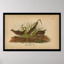 Search for audubon birds posters Vintage