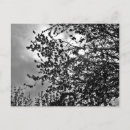 Recherche de branches cartes postales Noir et blanc
