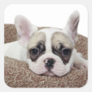 Search for domestic animal stickers Puppy