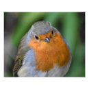 Recherche de sein rouge posters Nature