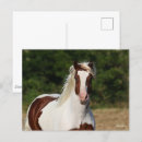 Recherche de cheval pinto cartes postales Animal