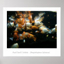Search for red devil posters Cichlid