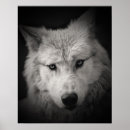 Recherche de photo de loup posters Imprimer