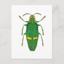 Recherche de scarabee cartes postales Insecte
