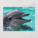 Search for dolphin design postcards Mammal