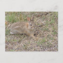 Recherche de bébé lapin cartes postales Lièvre
