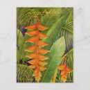 Recherche de heliconia cartes postales Fleurs
