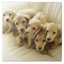 Recherche de chiots carreaux Mignon