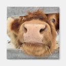 Recherche de marguerites magnets Vache