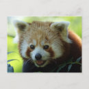 Recherche de red panda cartes postales Rouge