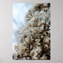 Search for magnolia art Sky
