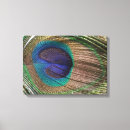 Search for peacock feather canvas prints Birds